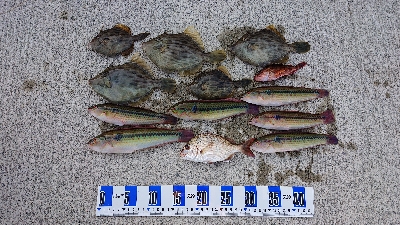 投げ釣り カレイ釣り