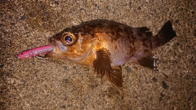 朝マズメ、メバリング