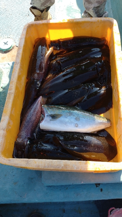 秋イカボートエキング