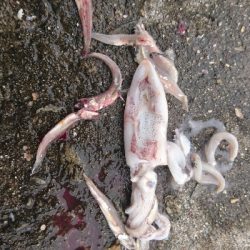 まだ釣れてます