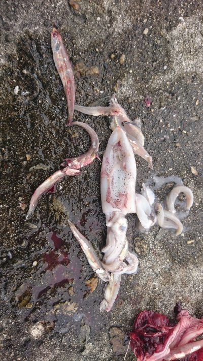 まだ釣れてます