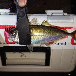 久々ましなサイズのアジが釣れました。