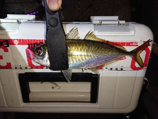 久々ましなサイズのアジが釣れました。