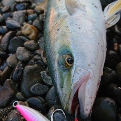 三重県 伊勢湾サーフ青物絶好調！