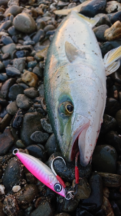 三重県 伊勢湾サーフ青物絶好調！