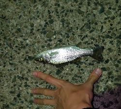 風の中アジング