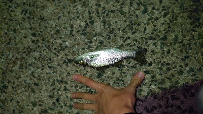 風の中アジング