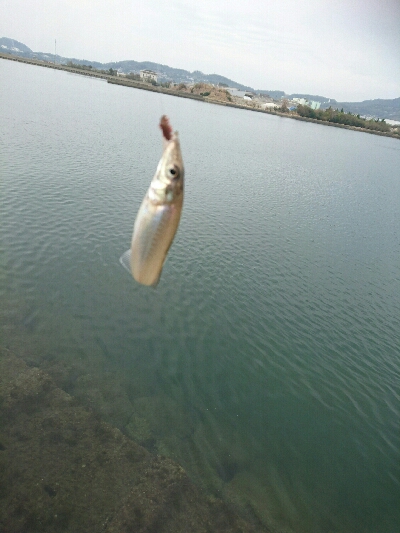 今日の釣果
