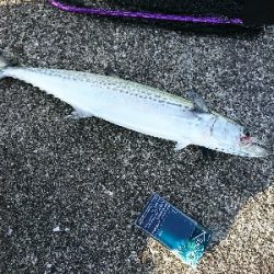 太刀魚、サゴシ、ハマチ、良型アジGET！