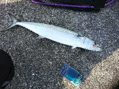 太刀魚、サゴシ、ハマチ、良型アジGET！