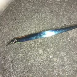 爆風&荒波!ヤエン&ジグサビキ5種目