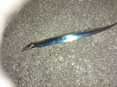 爆風＆荒波！ヤエン＆ジグサビキ5種目