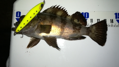 ナイトメバリング