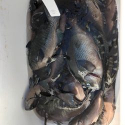 波止グレ好調！