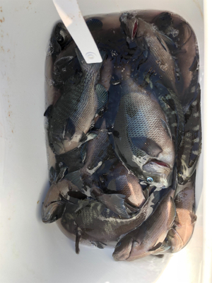 波止グレ好調！