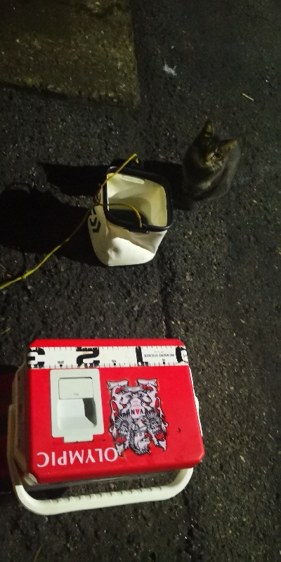 アジング練習 51