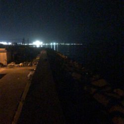 中アジがポロポロと