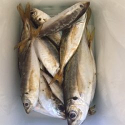 大阪湾奥アジング 好調