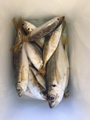 大阪湾奥アジング 好調