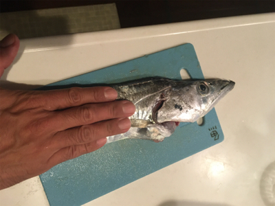 ポーアイで夜釣り