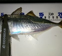 ナイトアジング