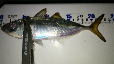 ナイトアジング