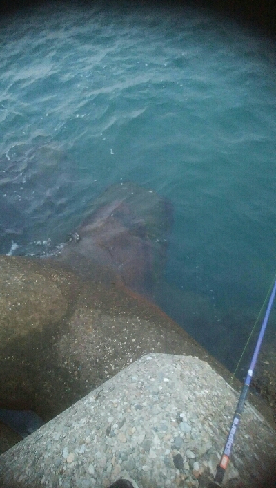 ダイソーエギで、アオリイカ4杯！！