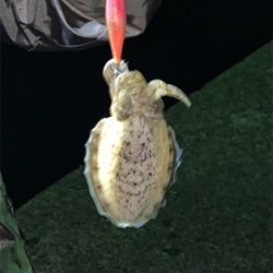 まさかのケンサキイカ