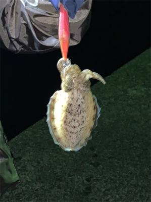 まさかのケンサキイカ