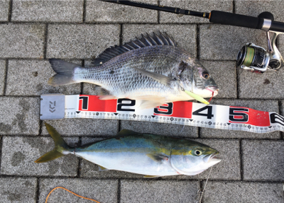 コスモ三目ジギング