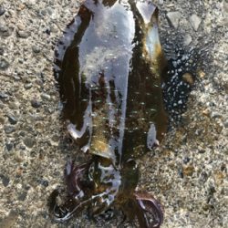 アオリイカ大小