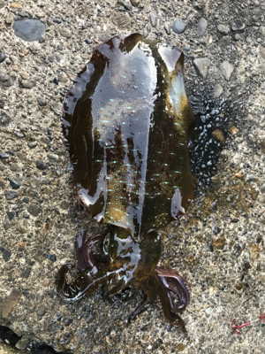 アオリイカ大小