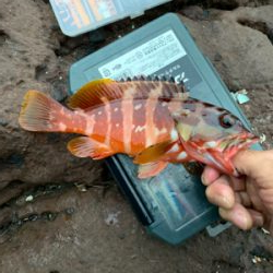 久しぶりの根魚