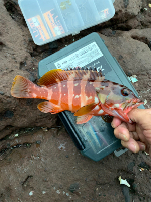 久しぶりの根魚