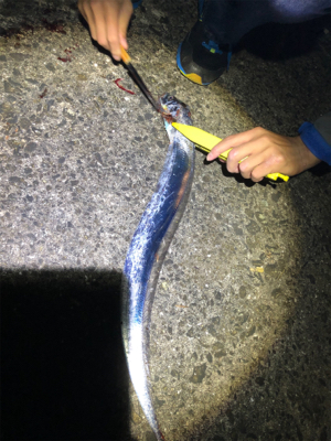 ムコイチ タチウオ&花火会場