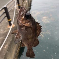 カワハギを求めて①