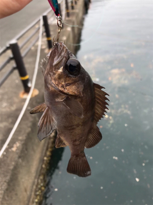 カワハギを求めて①