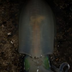 胴20センチ越え