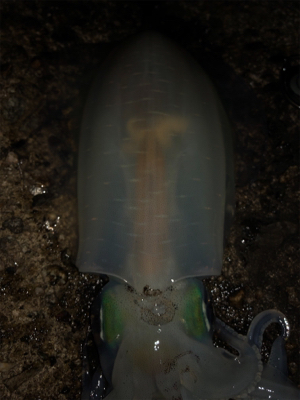 胴20センチ越え