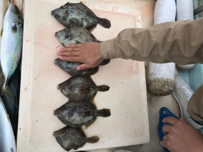 紀北で五目釣り