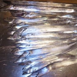 バイキング６時間