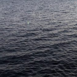 連日のホームタッチー調査