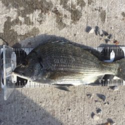 チヌフカセ釣り