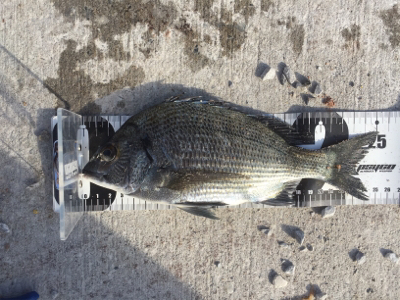 チヌフカセ釣り