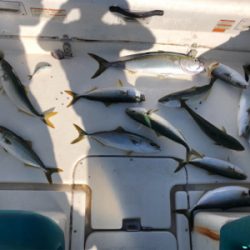 青物ノマセ釣行