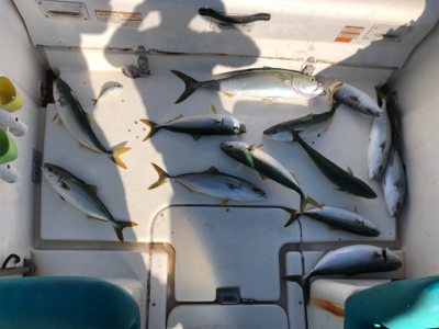 青物ノマセ釣行