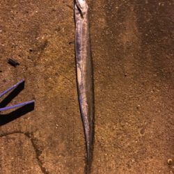 タチウオ餌釣り