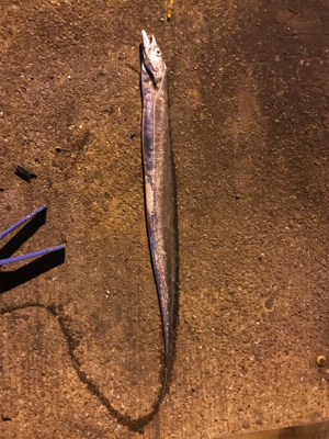 タチウオ餌釣り