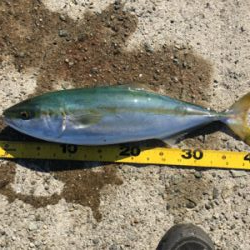 ハマチ‥修行は続く