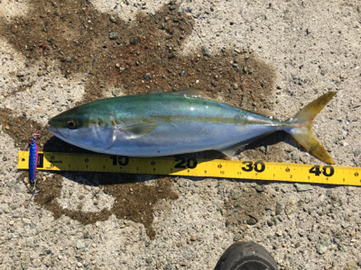 ハマチ‥修行は続く